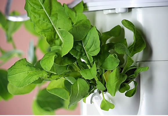 Tower Garden grow lettuce in your living room