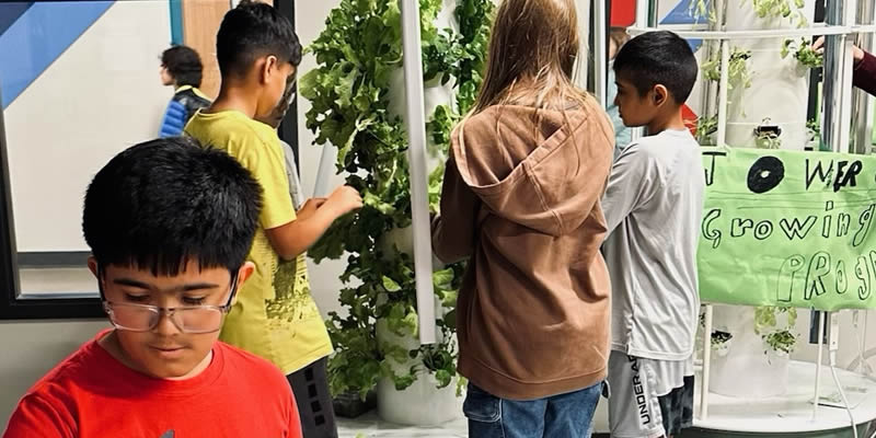 Students harvesting lettuce from a Tower Garden