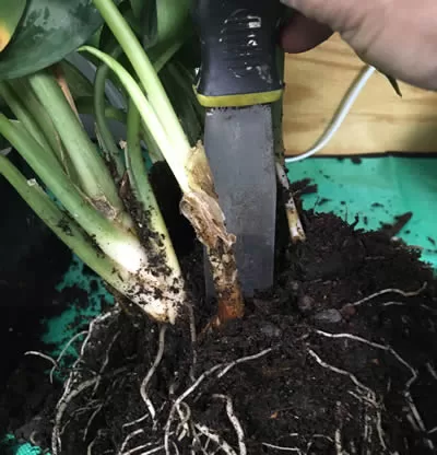 Dividing a peace lilly
