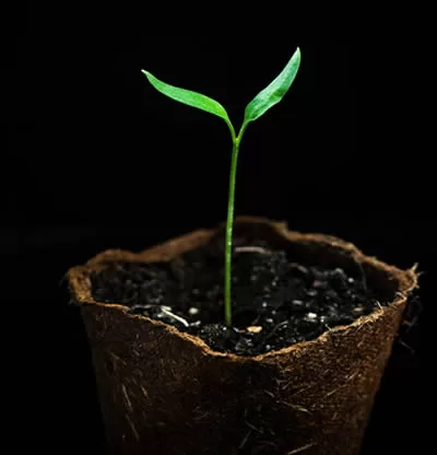 A seedling just beginning to grow