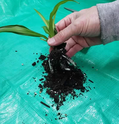 A spider plant being repotted
