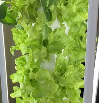 Lettuce growing on a Tower Garden