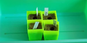 How do I get rid of insects on a Tower Garden?