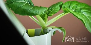 Bok Choi on a Tower Garden Weekly Maintenance