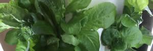 Tower Garden for Business