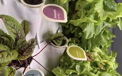 What is the Best Hydroponic System to Grow Food for a School Cafeteria