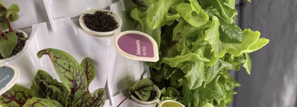 Anu growing system in a school