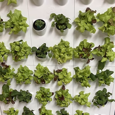 Harvest Wall Growing System