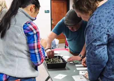 Planting Seeds in rockwool