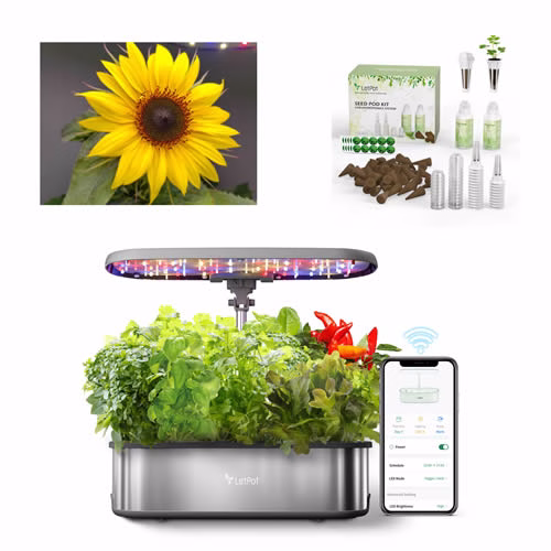 Grow sunflowers LetPot hydroponic kit for school classrooms