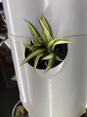 Can a Tower Garden Be Used to Propagate Plants?