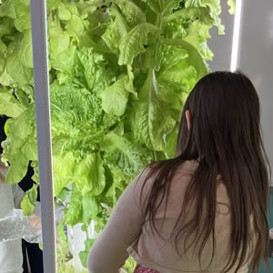 School girl picking Tower Garden lettuce